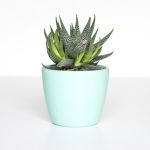 Indoor Plant Pot Ceramic Set of 3