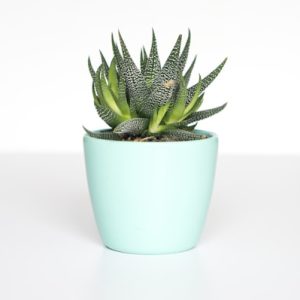 Indoor Plant Pot Ceramic Set of 3